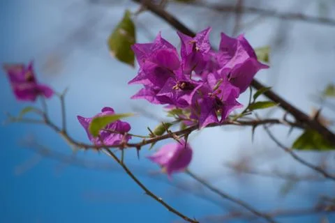 Tiny Purple Flowers Stock Photos