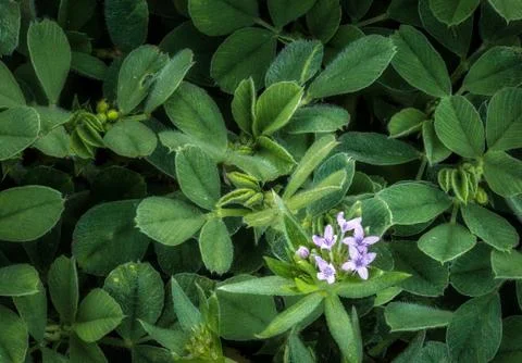 Tiny Purple Flowers Stock Photos
