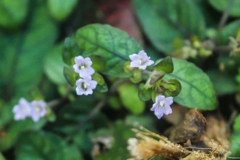 Tiny purple flowers  Stock Photos