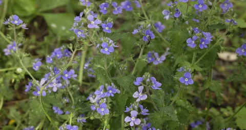 Tiny purple flowers, Veronica chamaedrys 4K Stock Footage 244386810