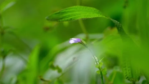 Tiny Purple Grass Flower Stock Footage 158096691