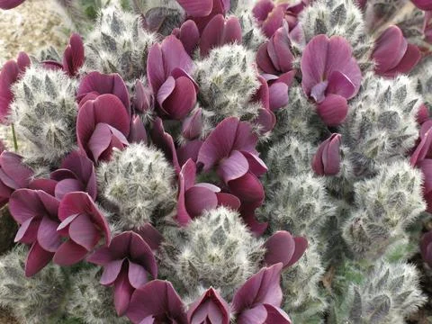 Tiny purple spring flowers growing in the Everest National Park, Nepal. Stock Photos