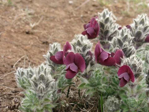 Tiny purple spring flowers growing in the Everest National Park, Nepal. Stock Photos