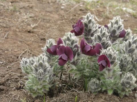 Tiny purple spring flowers growing in the Everest National Park, Nepal, Asia Foto stock