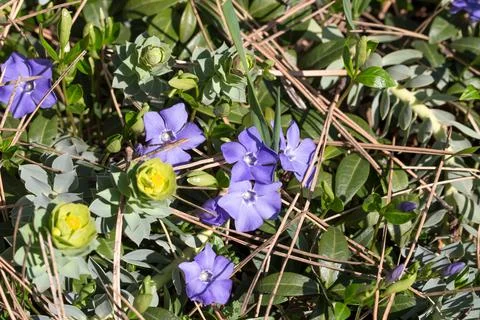 Tiny purple spring flowers. Stock-Fotos