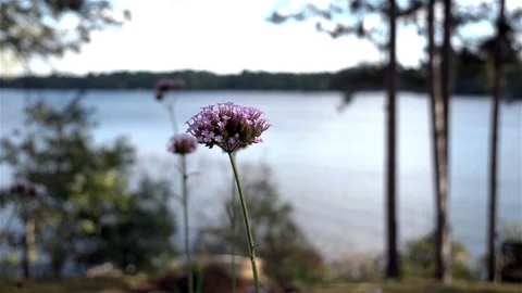 Tiny purple wild flowers sway in front of a lake. Video stock 123445907