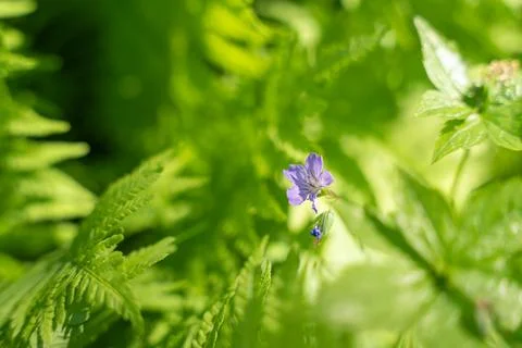 Tiny Purple Wild Geranium Flower Among Green Leaves Stock Photos