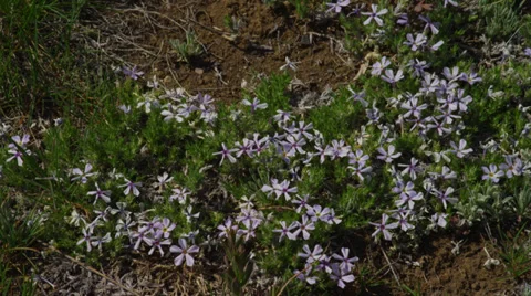 Tiny Purple Wildflowers Video stock 35263127
