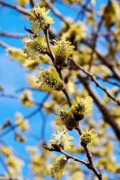 Tiny pussy-willow tree branches with yellow fluffy buds Stock Photos