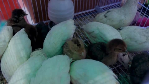 Tiny quail Birds, Big Personality, The Happiest Quail in a Cage, Meet the Flock, Stock Footage 343818912