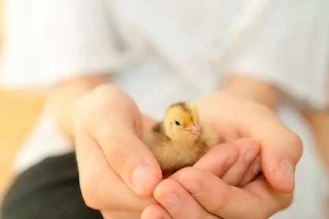 Tiny quail chick resting in caring hands Fotos Stock