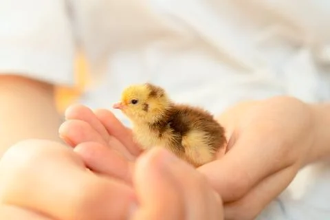 Tiny quail chick resting in caring hands 스톡 사진
