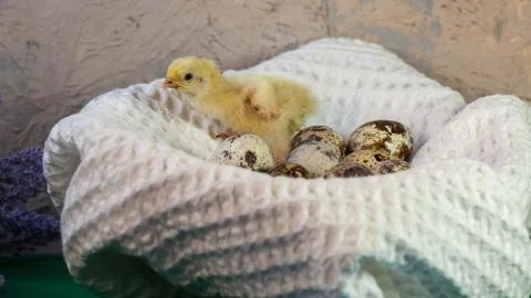 Tiny quail chicks that just hatched from an egg Foto stock