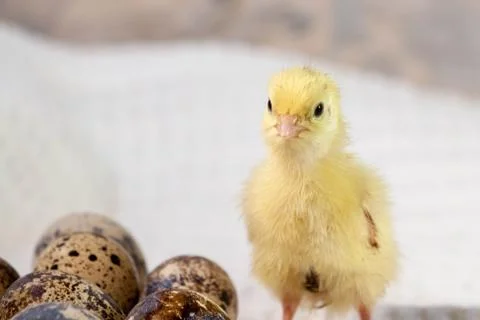 Tiny quail chicks that just hatched from an egg Foto stock