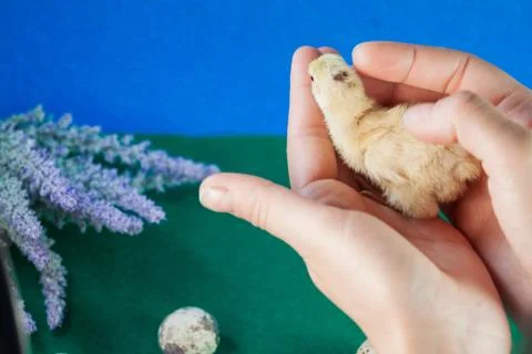 Tiny quail chicks that just hatched from an egg Foto stock