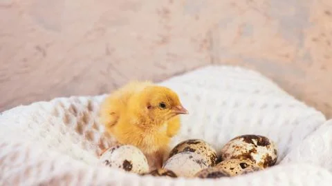 Tiny quail chicks that just hatched from an egg Stock Photos