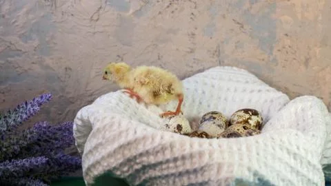 Tiny quail chicks that just hatched from an egg Stock Photos