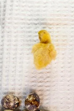 Tiny quail chicks that just hatched from an egg Stock Photos