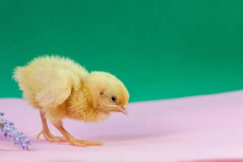 Tiny quail chicks that just hatched from an egg Stock Photos