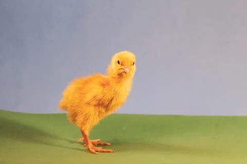 Tiny quail chicks that just hatched from an egg Stock Photos
