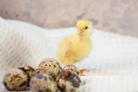 Tiny quail chicks that just hatched from an egg Foto stock