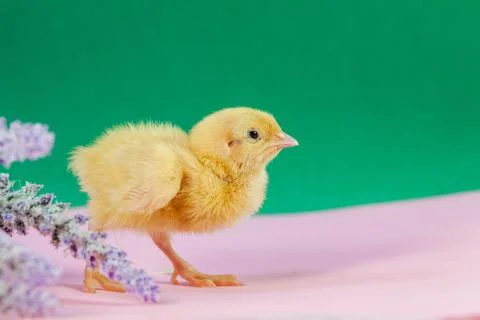 Tiny quail chicks that just hatched from an egg Foto stock