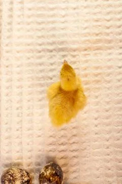 Tiny quail chicks that just hatched from an egg Stock Photos