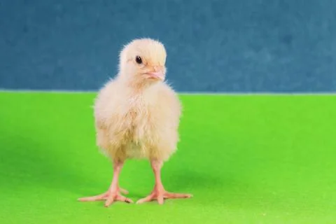 Tiny quail chicks that just hatched from an egg Stock Photos