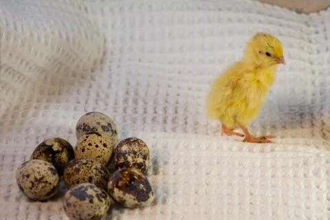 Tiny quail chicks that just hatched from an egg Stock Photos