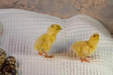 Tiny quail chicks that just hatched from an egg Stock Photos
