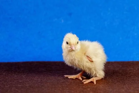 Tiny quail chicks that just hatched from an egg Stock Photos