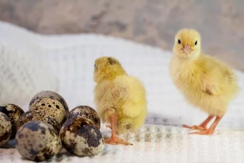 Tiny quail chicks that just hatched from an egg Stock Photos