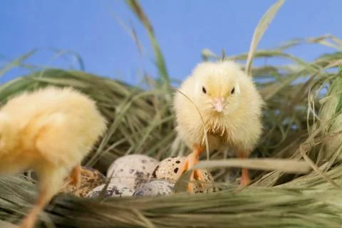Tiny quail chicks that just hatched from an egg Stock Photos