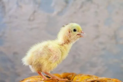 Tiny quail chicks that just hatched from an egg Stock Photos