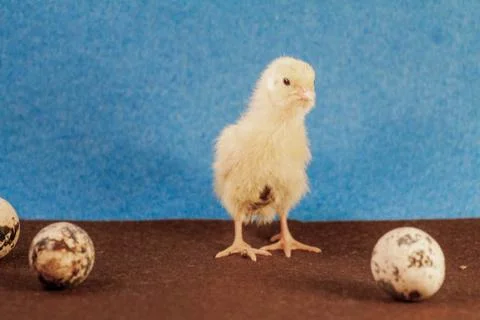 Tiny quail chicks that just hatched from an egg Stock Photos