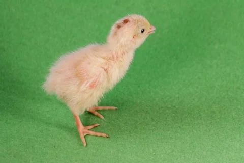 Tiny quail chicks that just hatched from an egg Stock Photos