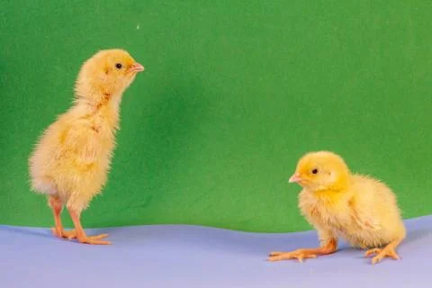 Tiny quail chicks that just hatched from an egg Stock Photos