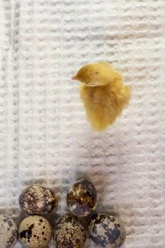Tiny quail chicks that just hatched from an egg Stock Photos
