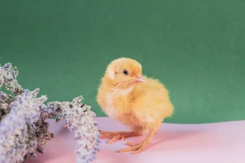 Tiny quail chicks that just hatched from an egg Stock Photos
