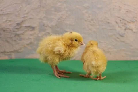 Tiny quail chicks that just hatched from an egg Stock Photos