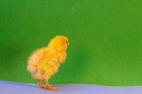 Tiny quail chicks that just hatched from an egg Stock Photos