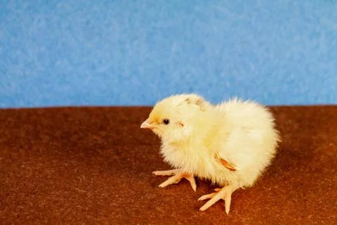 Tiny quail chicks that just hatched from an egg Stock Photos