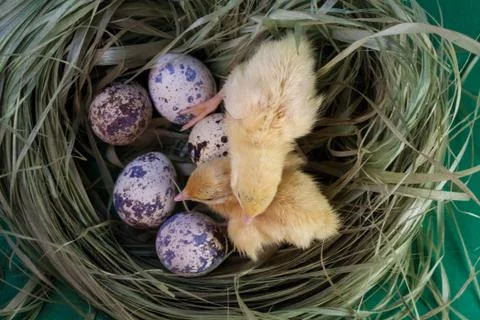 Tiny quail chicks that just hatched from an egg Stock Photos