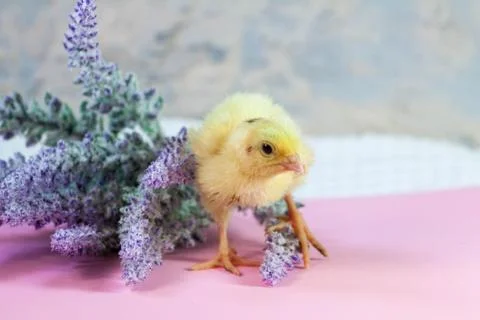 Tiny quail chicks that just hatched from an egg Foto stock