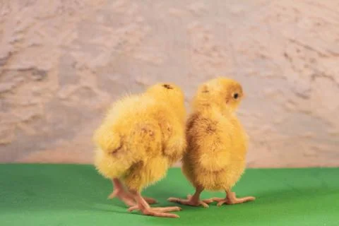 Tiny quail chicks that just hatched from an egg Stock Photos