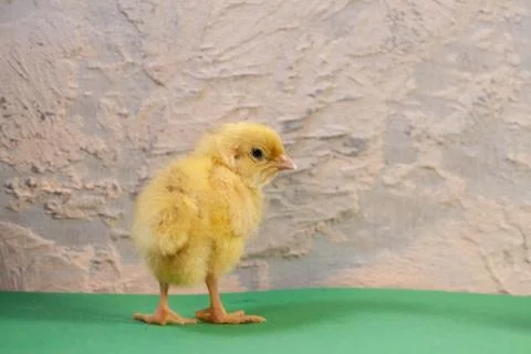 Tiny quail chicks that just hatched from an egg Stock-Fotos