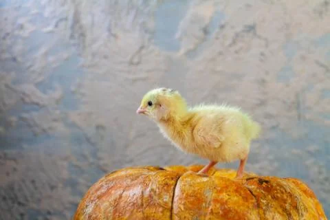 Tiny quail chicks that just hatched from an egg Stock Photos