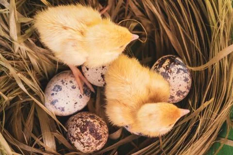 Tiny quail chicks that just hatched from an egg Stock-Fotos