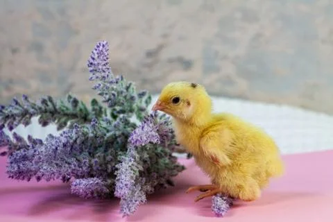 Tiny quail chicks that just hatched from an egg Stock Photos