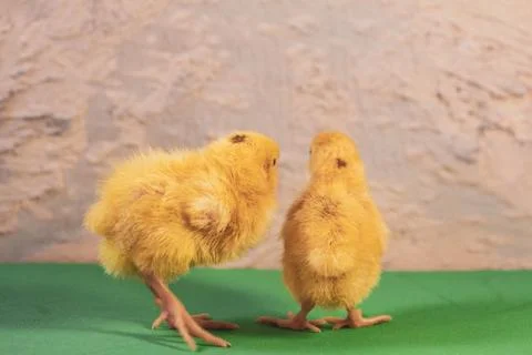 Tiny quail chicks that just hatched from an egg Foto stock